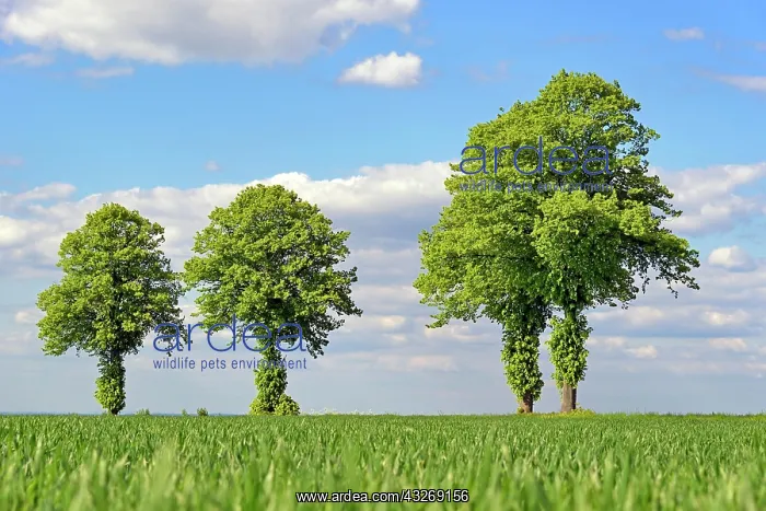 : Linden trees (Tilia), row of trees with blue cloudy : Linden trees (Tilia), row of trees with blue cloudy