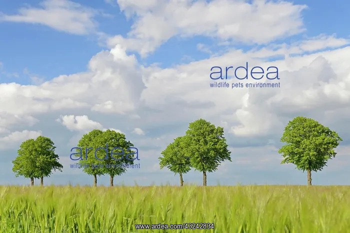 : Linden trees (Tilia), row of trees by a green grain : Linden trees (Tilia), row of trees by a green grain