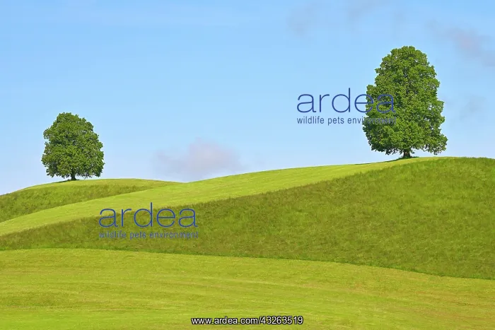 : Two Linden trees (Tilia), standing on hill, Canton : Two Linden trees (Tilia), standing on hill, Canton