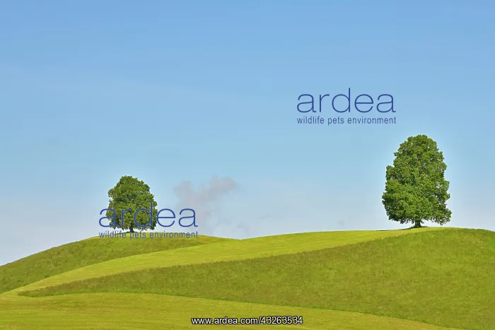 : Two Linden trees (Tilia), standing on hill, Canton : Two Linden trees (Tilia), standing on hill, Canton