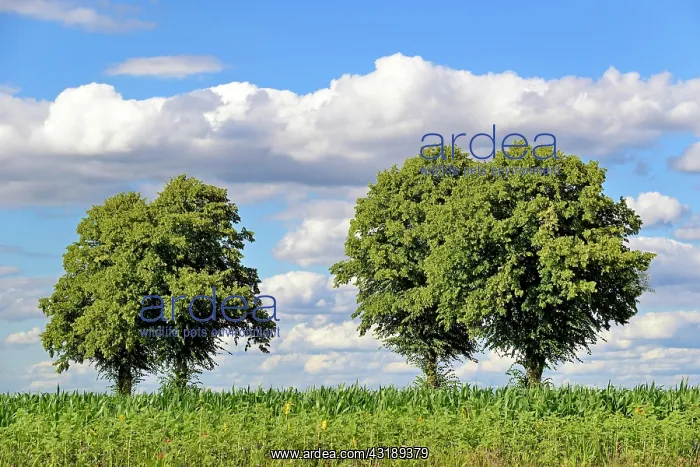 : Linden trees trees (Tilia), row of trees next to : Linden trees trees (Tilia), row of trees next to