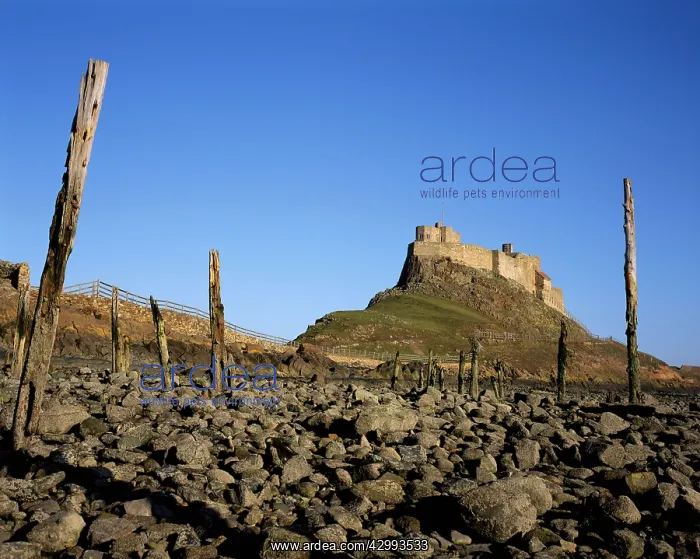 : Lindisfarne Castle : Lindisfarne Castle