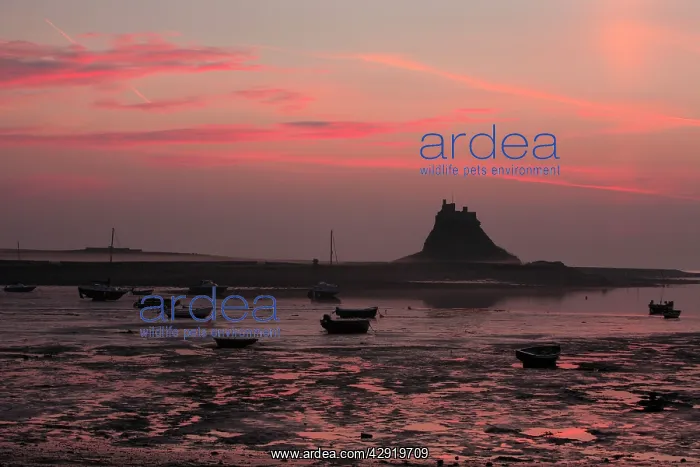: Lindisfarne Castle - at dawn over harbour : Lindisfarne Castle - at dawn over harbour