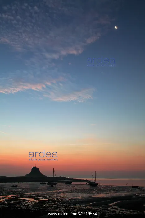 : Lindisfarne Castle and Moon - at sunrise over harbour : Lindisfarne Castle and Moon - at sunrise over harbour