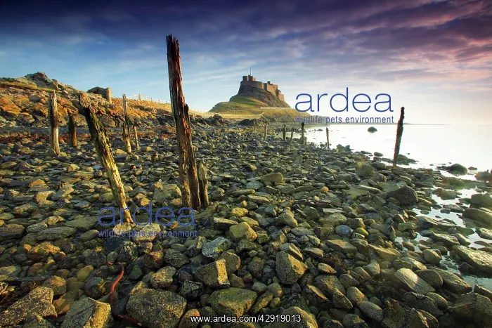 : Lindisfarne Castle - from seashore : Lindisfarne Castle - from seashore
