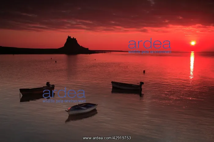 : Lindisfarne Castle - at sunrise over harbour : Lindisfarne Castle - at sunrise over harbour