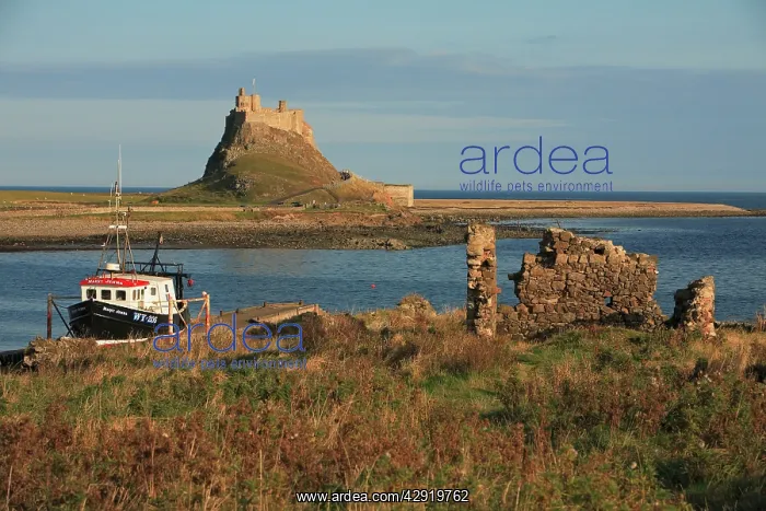 : Lindisfarne Castle - view from harbour : Lindisfarne Castle - view from harbour