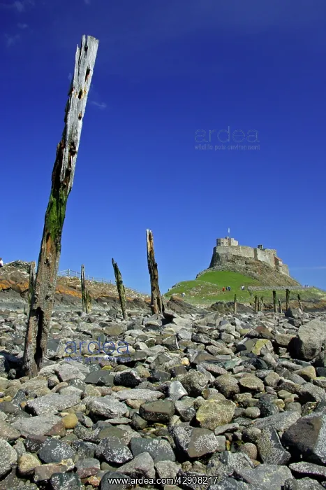 : Lindisfarne, Holy Island - view of castle taken : Lindisfarne, Holy Island - view of castle taken