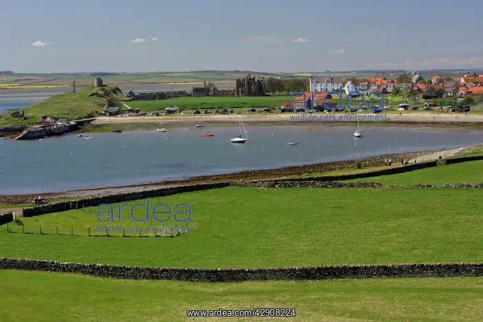  : Lindisfarne, Holy Island - view of harbour, village