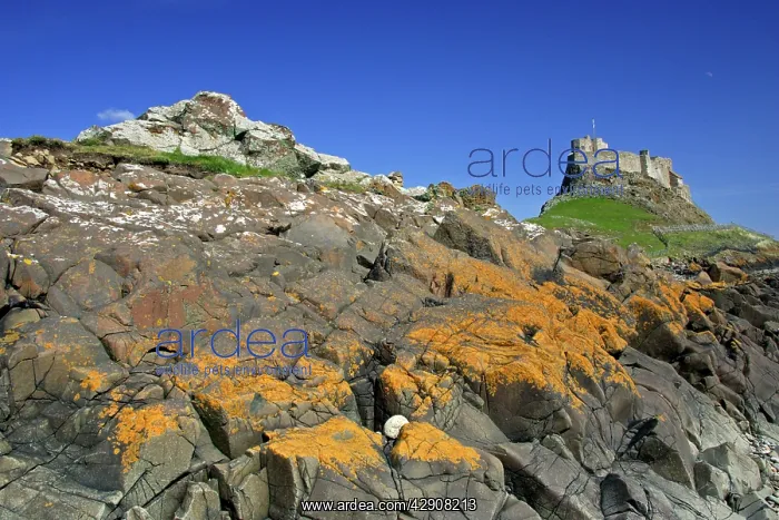: Lindisfarne, Holy Island - view of moon, castle : Lindisfarne, Holy Island - view of moon, castle