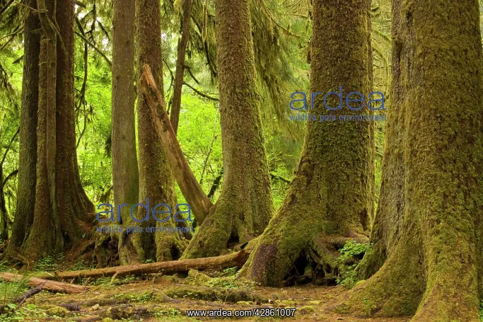 : Line of conifers that have grown on a fallen nurse : Line of conifers that have grown on a fallen nurse