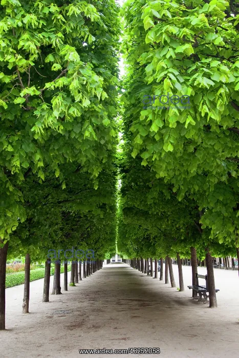 : Line of manicured trees in the garden of : Line of manicured trees in the garden of