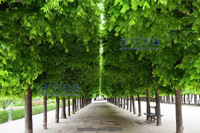 : Line of manicured trees in the garden of : Line of manicured trees in the garden of