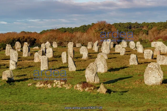 : line of menhirs at Ménec : line of menhirs at Ménec