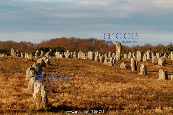 : line of menhirs at Ménec : line of menhirs at Ménec