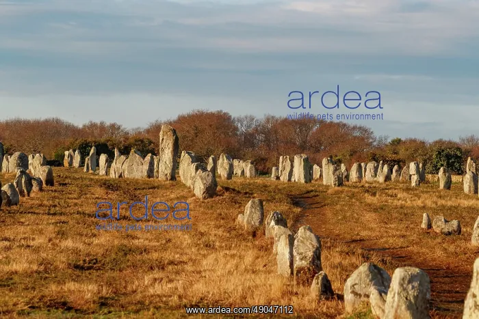 : line of menhirs at Ménec : line of menhirs at Ménec