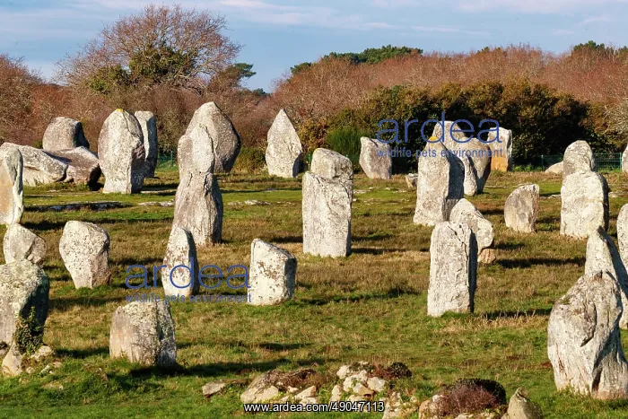 : line of menhirs at Ménec : line of menhirs at Ménec