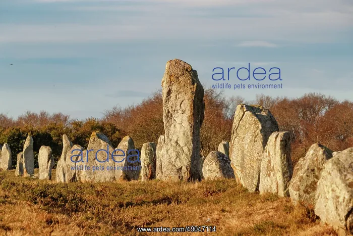 : line of menhirs at Ménec : line of menhirs at Ménec