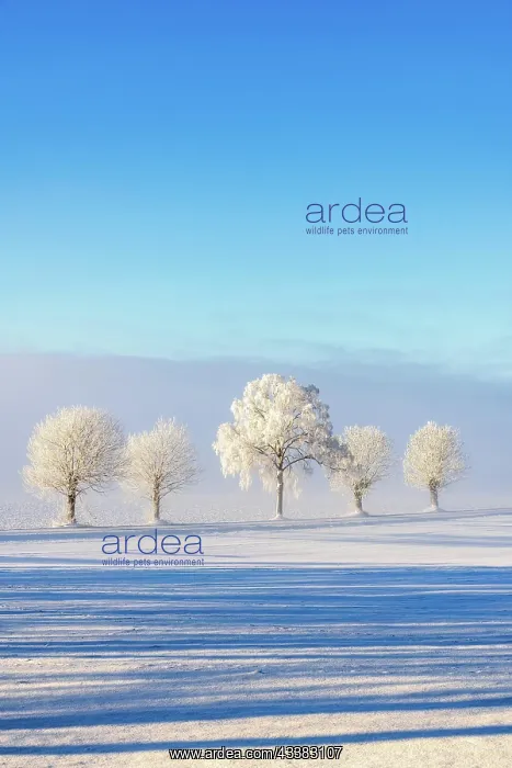 : Line of trees with hoarfrost on a snowy field : Line of trees with hoarfrost on a snowy field