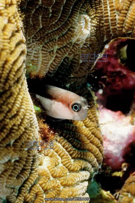 : Linear blenny : Linear blenny