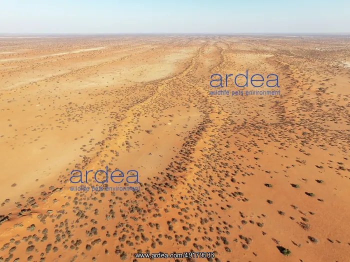: Linear sand dunes grown with camelthorn trees (Vachellia erioloba) in the Kalahari Desert : Linear sand dunes grown with camelthorn trees (Vachellia erioloba) in the Kalahari Desert