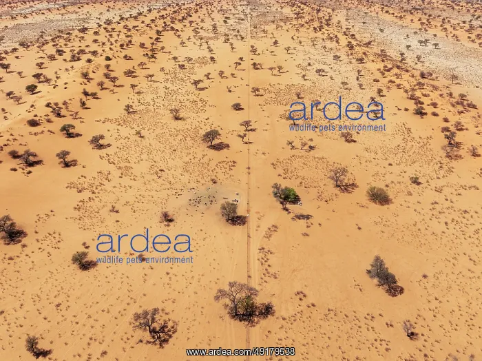 : Linear sand dunes grown with camelthorn trees (Vachellia erioloba) in the Kalahari Desert : Linear sand dunes grown with camelthorn trees (Vachellia erioloba) in the Kalahari Desert