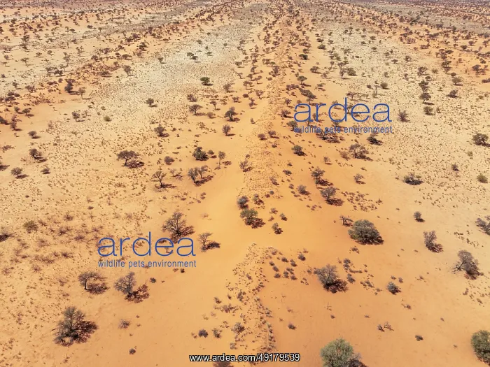 : Linear sand dunes grown with camelthorn trees (Vachellia erioloba) in the Kalahari Desert : Linear sand dunes grown with camelthorn trees (Vachellia erioloba) in the Kalahari Desert