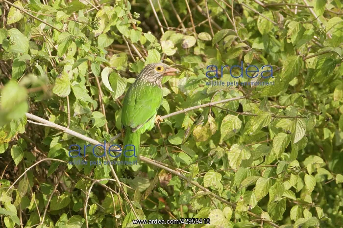 : Lineated Barbet : Lineated Barbet