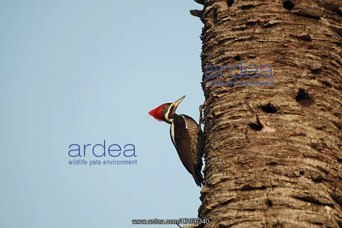 : Lineated Woodpecker : Lineated Woodpecker