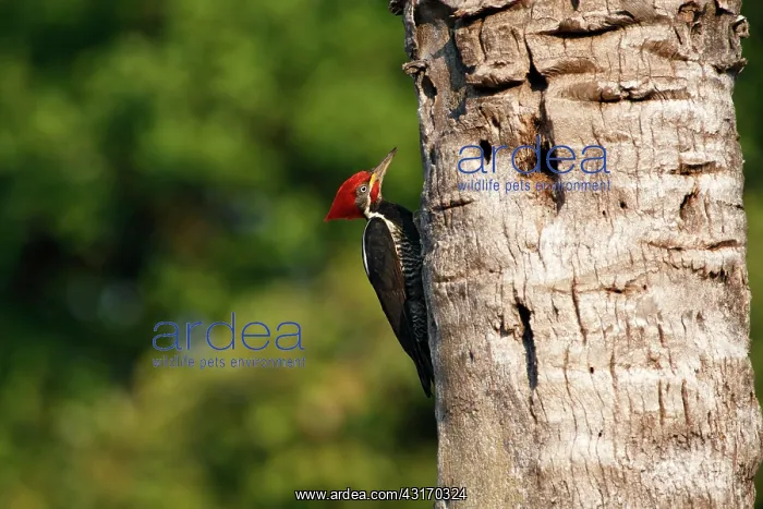 : Lineated Woodpecker : Lineated Woodpecker