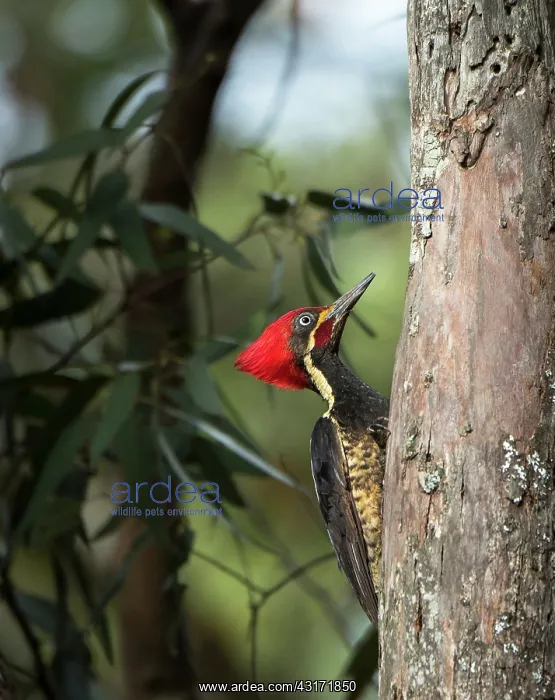 : Lineated Woodpecker : Lineated Woodpecker