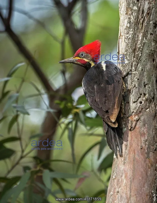 : Lineated Woodpecker : Lineated Woodpecker