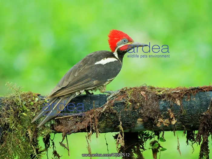 : Lineated Woodpecker Dryocopus lineatus Ecuador B : Lineated Woodpecker Dryocopus lineatus Ecuador B