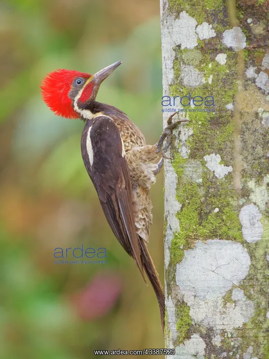  : Lineated Woodpecker Dryocopus lineatus Ecuador B