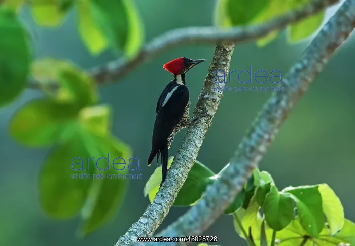  : Lineated Woodpecker, Los Llanos, Colombia