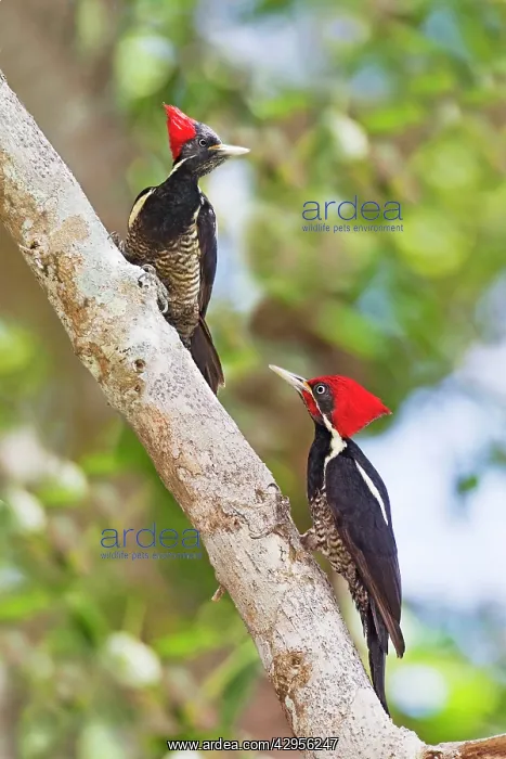 : Lineated Woodpecker - male and female : Lineated Woodpecker - male and female