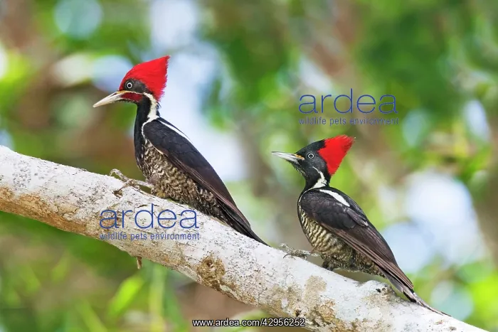 : Lineated Woodpecker - male and female : Lineated Woodpecker - male and female