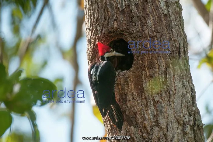 : Lineated Woodpecker at nest hole : Lineated Woodpecker at nest hole
