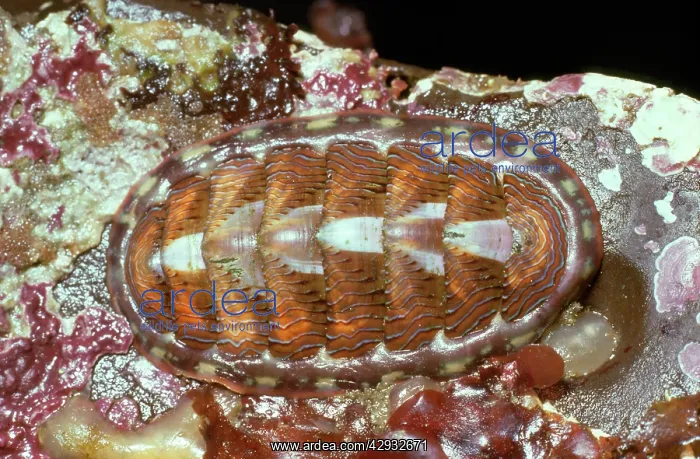 : Lined Chiton : Lined Chiton