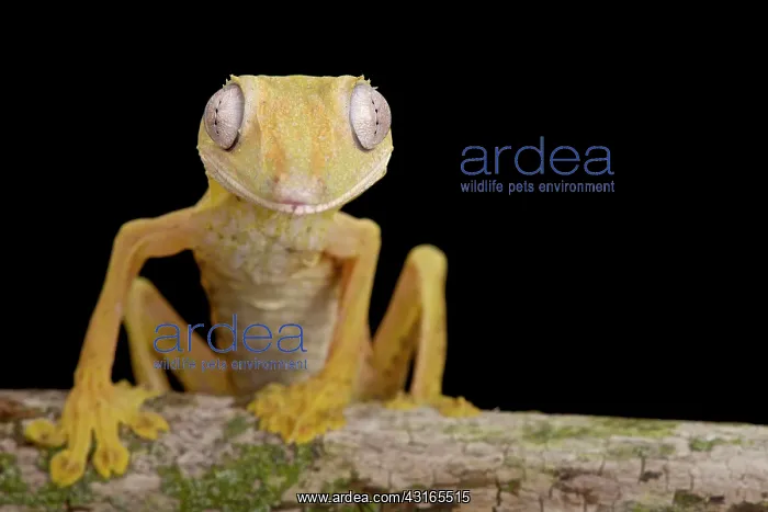 : Lined Flat-tail Gecko (Uroplatus lineatus), Madagascar : Lined Flat-tail Gecko (Uroplatus lineatus), Madagascar