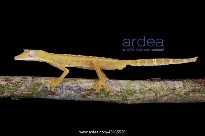 : Lined Flat-tail Gecko (Uroplatus lineatus), Madagascar : Lined Flat-tail Gecko (Uroplatus lineatus), Madagascar