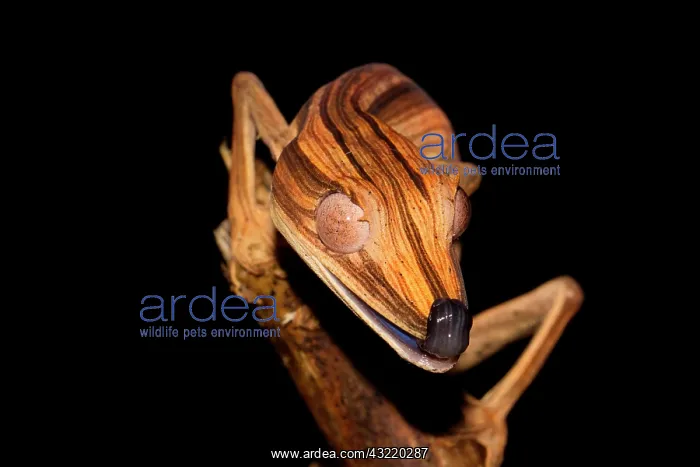  : Lined Flat-tail Gecko (Uroplatus lineatus) in the