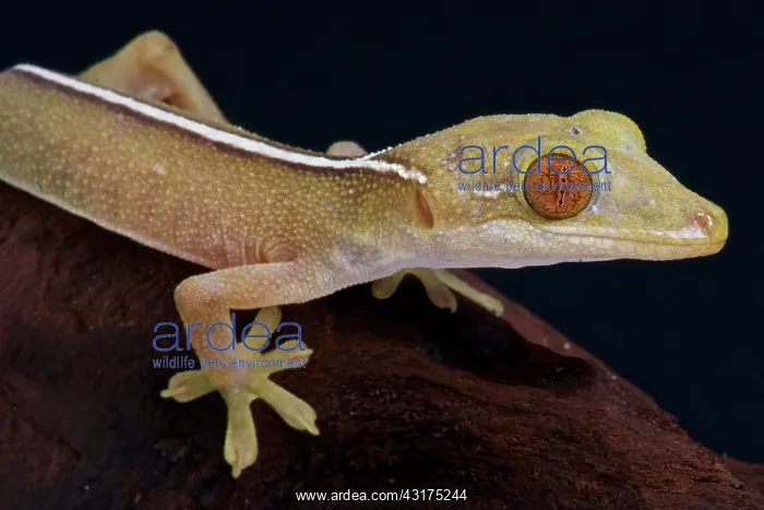  : Lined gecko (Gecko vittatus), Indonesia