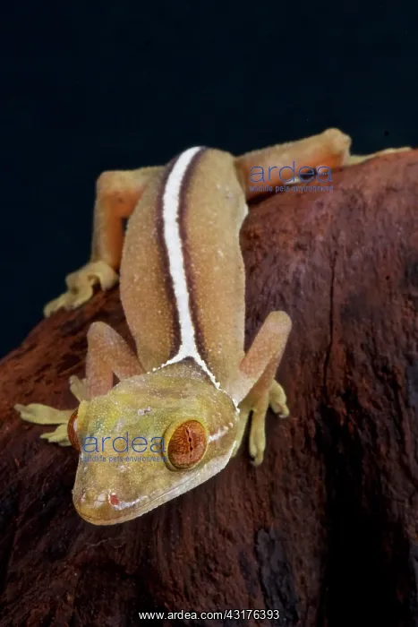 : Lined gecko (Gecko vittatus), Indonesia : Lined gecko (Gecko vittatus), Indonesia