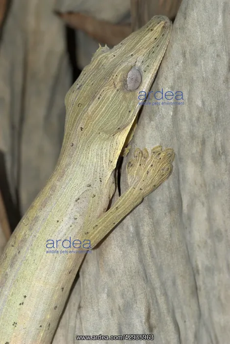 : Lined leaf-tailed Gecko : Lined leaf-tailed Gecko