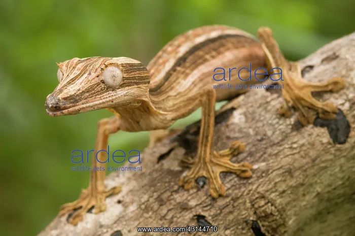 : Lined leaf-tailed Gecko : Lined leaf-tailed Gecko