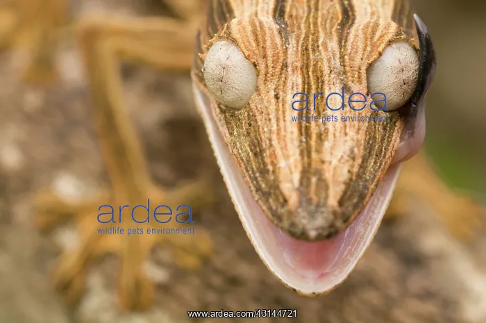 : Lined leaf-tailed Gecko : Lined leaf-tailed Gecko