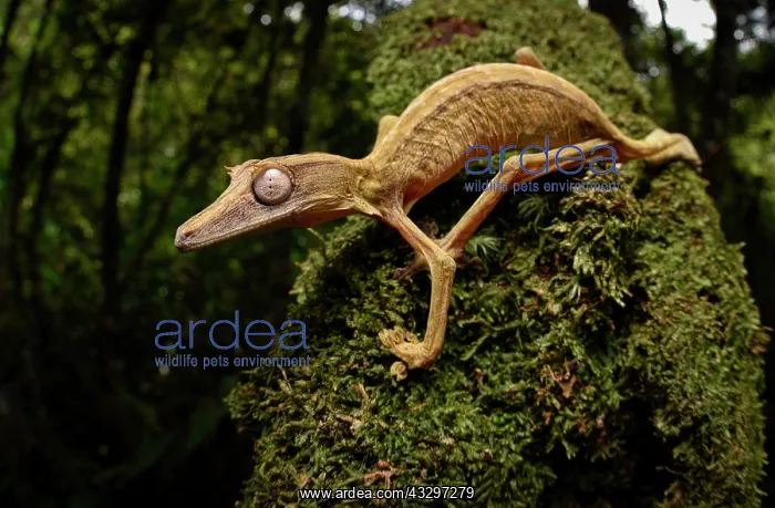 : A lined leaf-tailed gecko (Uroplatus lineatus) of : A lined leaf-tailed gecko (Uroplatus lineatus) of