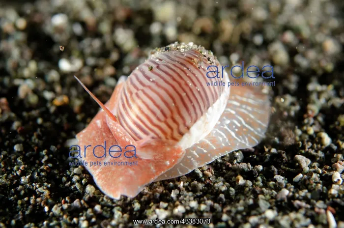: Lined Moon Snail : Lined Moon Snail