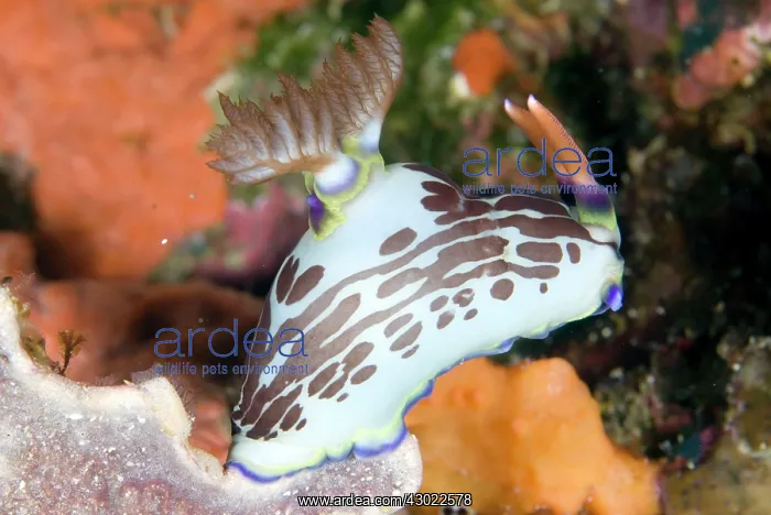 : Lined Nembrotha Nudibranch : Lined Nembrotha Nudibranch